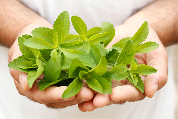 stevia3